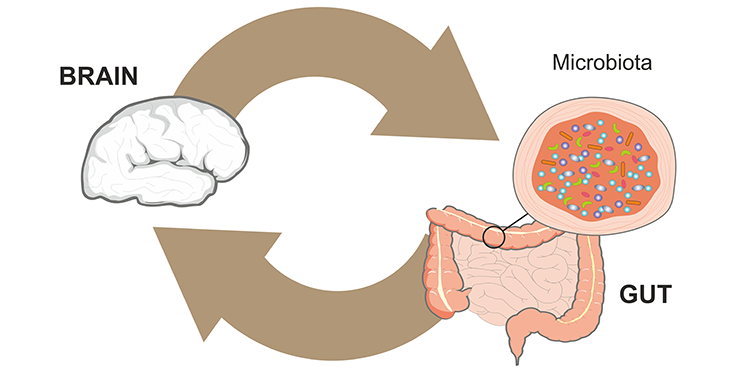 A diagram that shows the brain and gut communicating