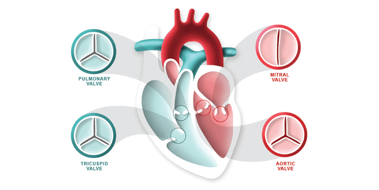 The heart valves. Pulmonary valve, mitral valve, tricuspid valve, aortic valve