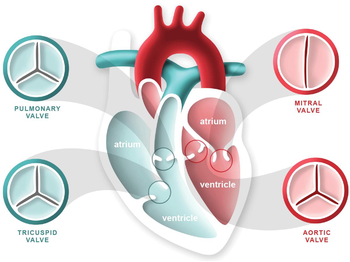 Learn the names of the different parts of the heart